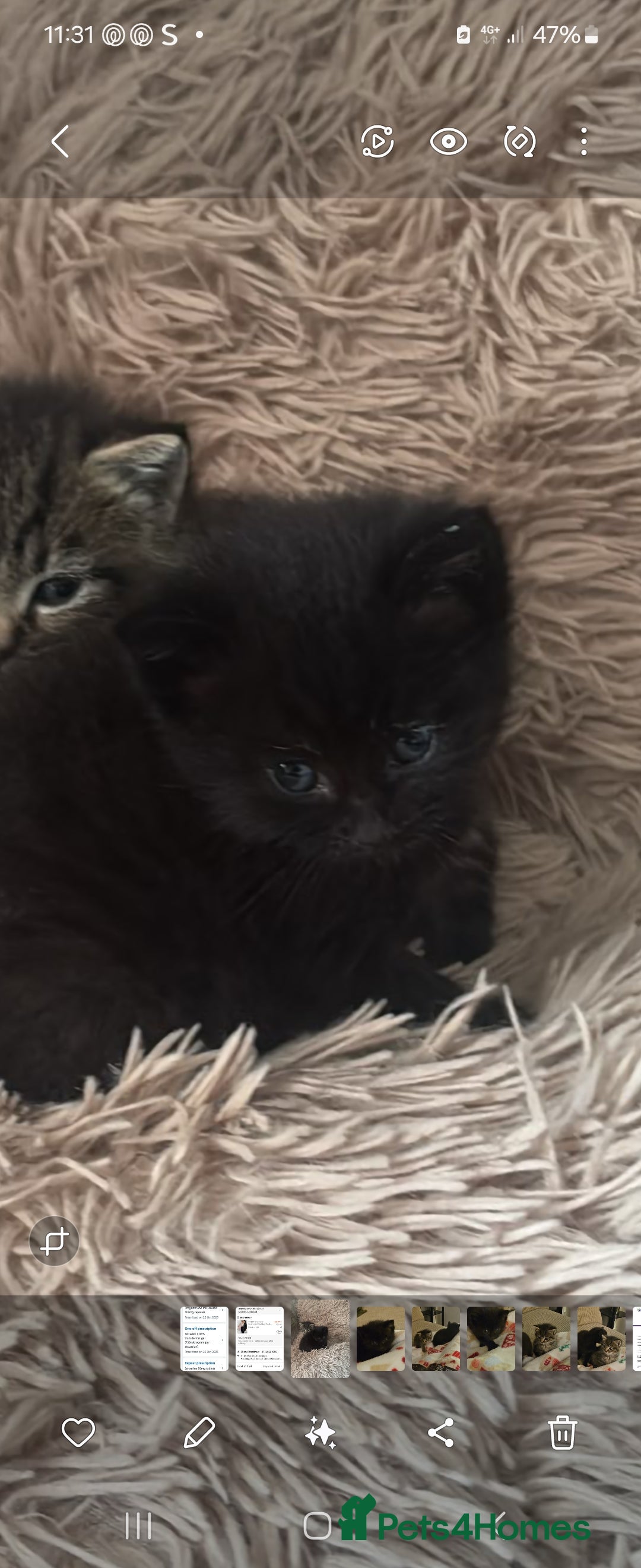 Mixed Breed cats for sale: Black female kitten - Advert 3