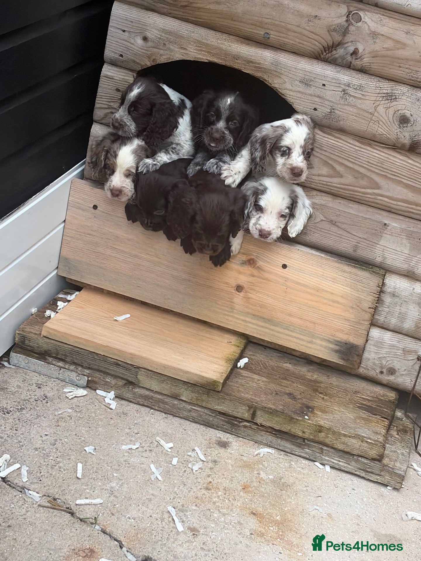 Cocker Spaniel dogs Cockerspaniel puppies  - Advert 1