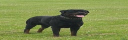 Rottweiler dogs for stud: **PROVEN** STUD ONLY  ROTTWEILER in Mansfield - Advert 3