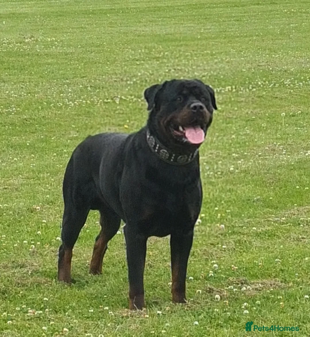 Rottweiler dogs for stud: **PROVEN** STUD ONLY  ROTTWEILER in Mansfield - Advert 3