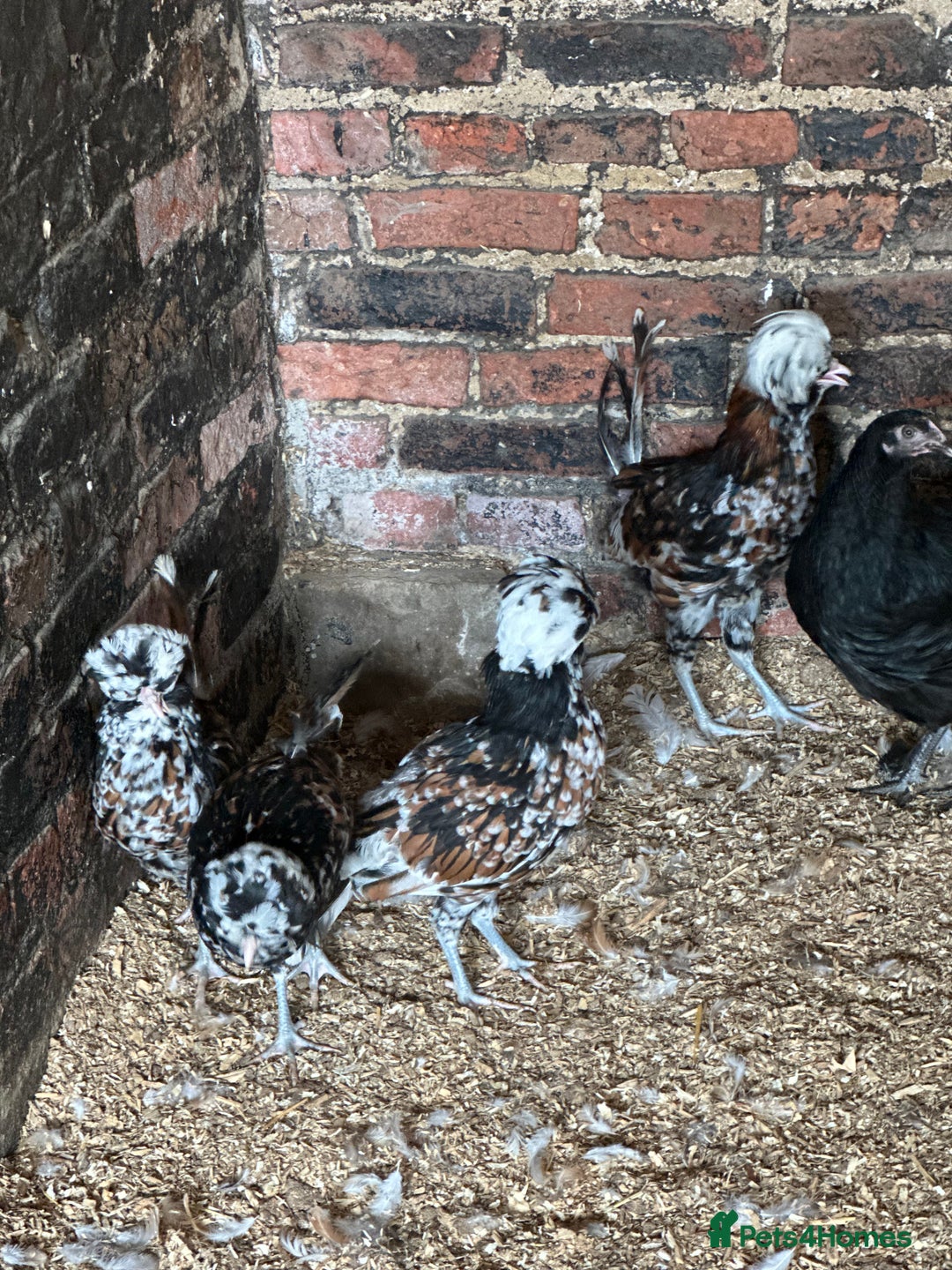 Chickens poultry for sale: Taboult Polish hens and a cock  - Image 2