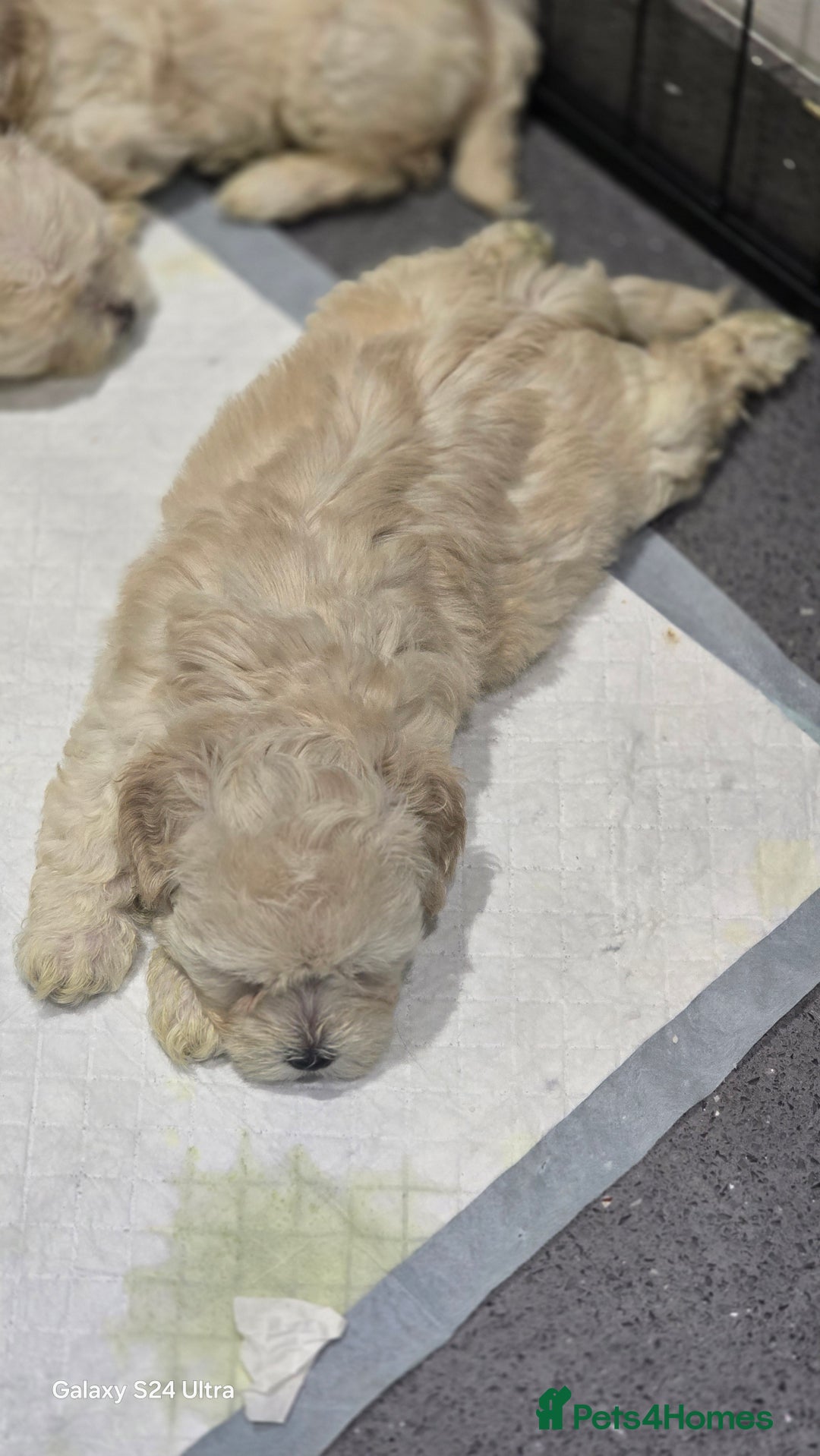 Bichon Frise dogs for sale:  Adorable Bichon puppies 🐶 🩷🩷🩷 - Advert 7