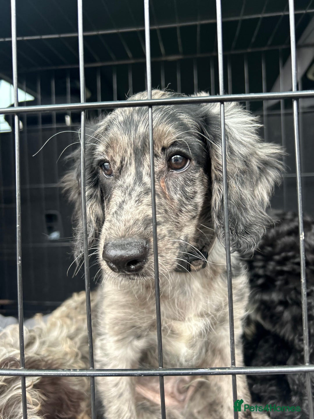 Cockapoo dogs for sale: Ready Now Beautiful Cockapoo pups £1000 in Wolverhampton - Image 12