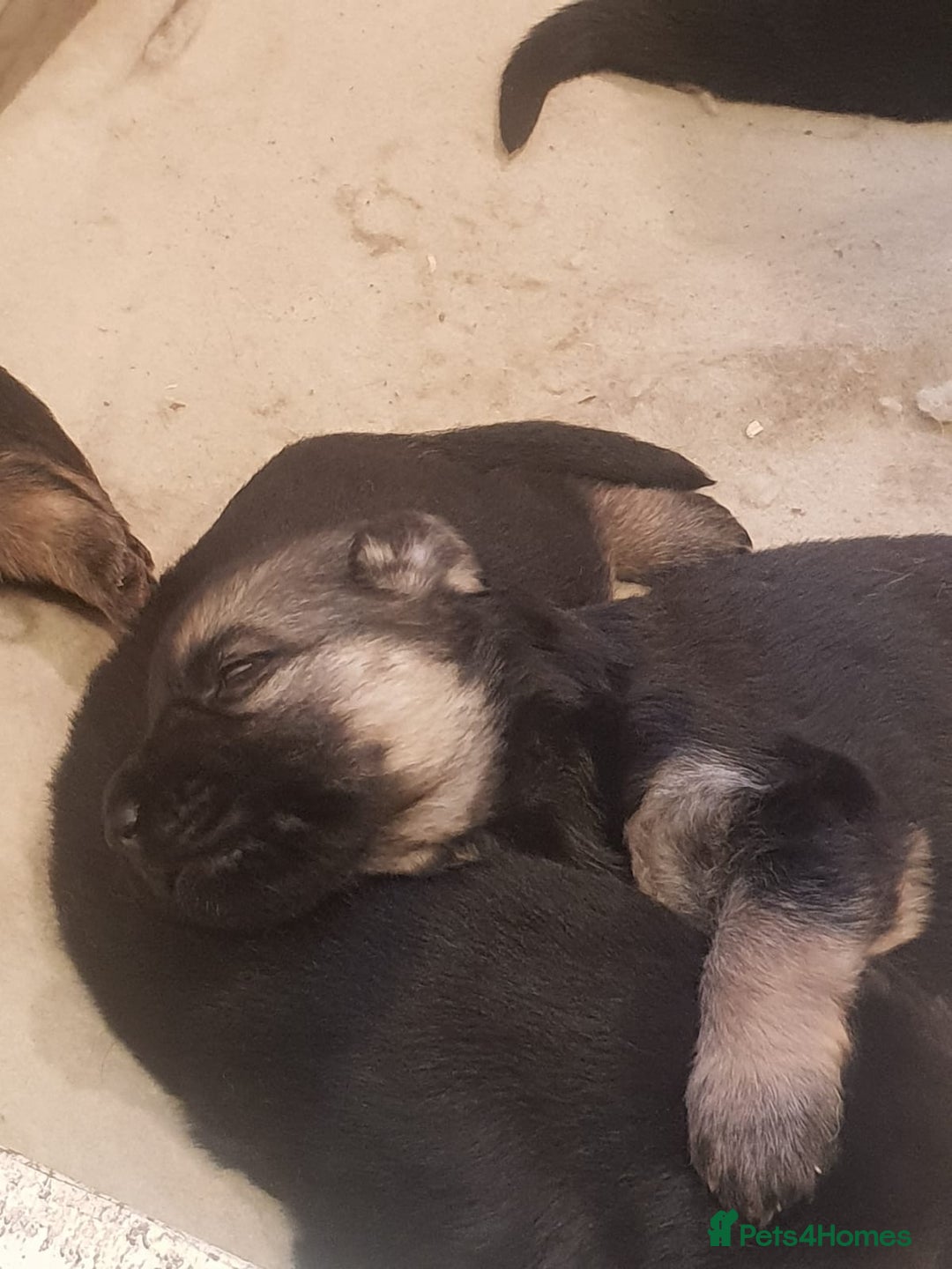 German Shepherd dogs for sale: German shepherd puppies - Advert 4