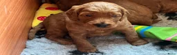 Irish Doodle dogs for sale: Beautiful Irish doodle puppies  - Advert 14