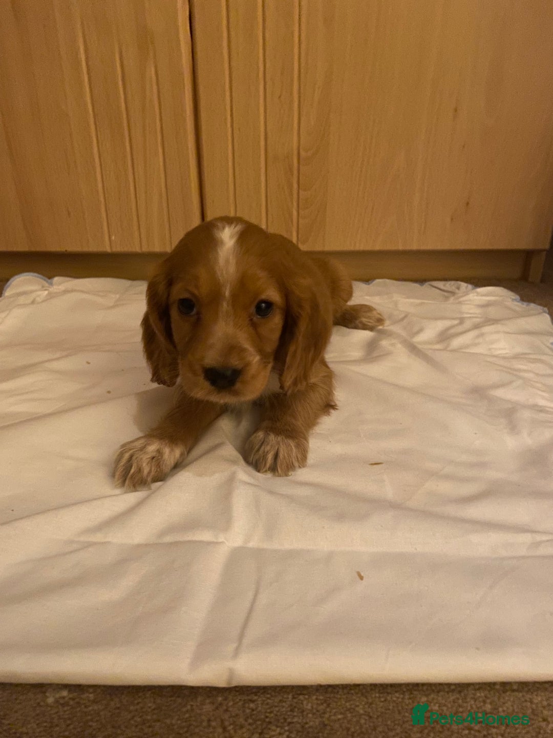 Cocker Spaniel dogs for sale: Beautiful cocker spaniel’s for sale - Advert 12