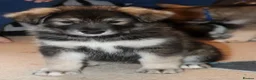Northern Inuit dogs for sale: Last boy available from health tested parents - Advert 22