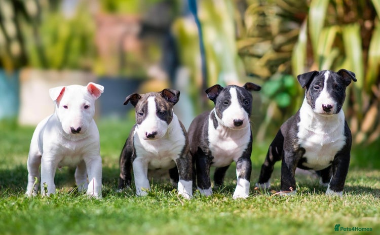Bull Terrier dogs - Advert 1