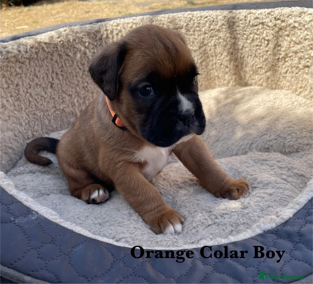 Boxer dogs for sale: KC Registered Boxer puppies  in Chesterfield - Advert 7