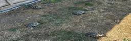 Tortoise reptiles for sale: 6 x spur thighed  1 x migrated - Advert 11