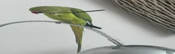 Ringnecks birds for sale: Indian ringneck  in Pwllheli - Advert 1