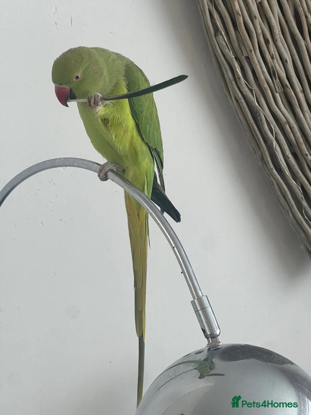 Ringnecks birds for sale: Indian ringneck  in Pwllheli - Advert 1