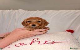 Mixed Breed dogs for sale: Daxipoo - Image 6