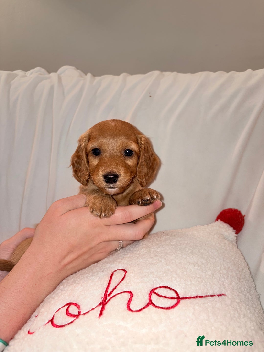 Mixed Breed dogs for sale: Daxipoo - Image 6