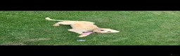 Labradoodle dogs for sale: Apricot labradoodle female F1B - Advert 4