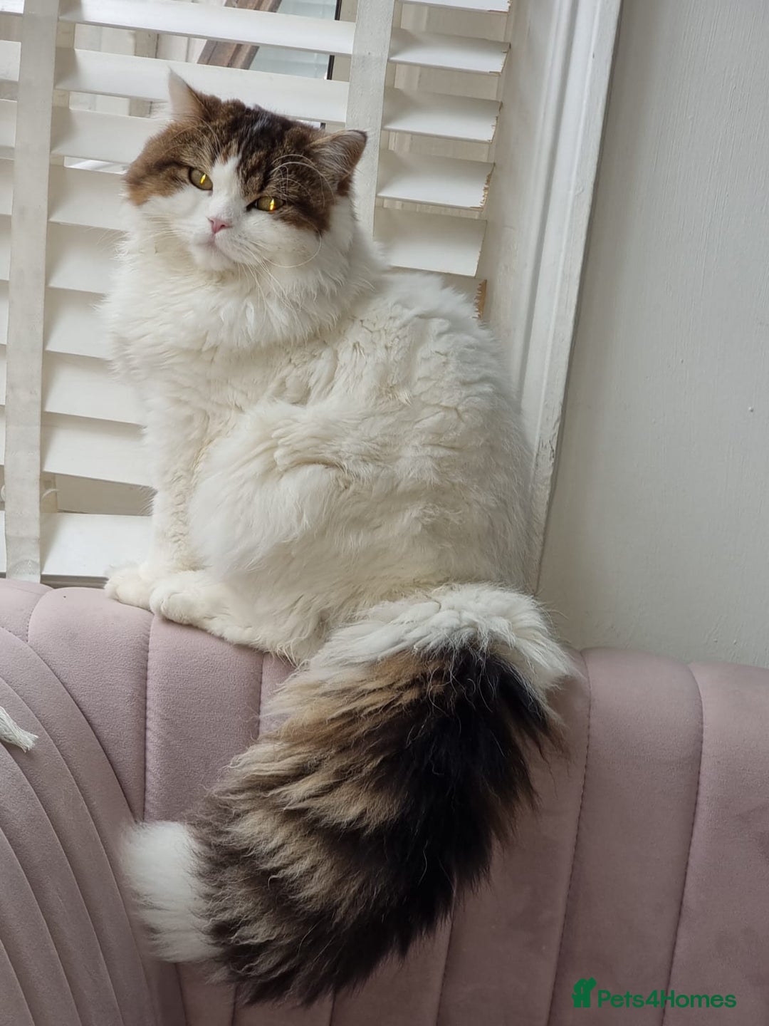 Scottish Fold cats for sale: Scottish Straight Boy Looking For Forever Home🏡❤️ - Image 3