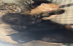 Mixed Breed cats for sale: Mainecoon cross kittens  - Image 3