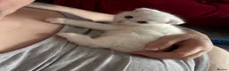Scottish Fold cats for sale: White Scottish fold long and short hair kittens  - Advert 3