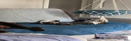 Domestic Shorthair cats for sale: 3 lovely girl kittens  - Advert 2