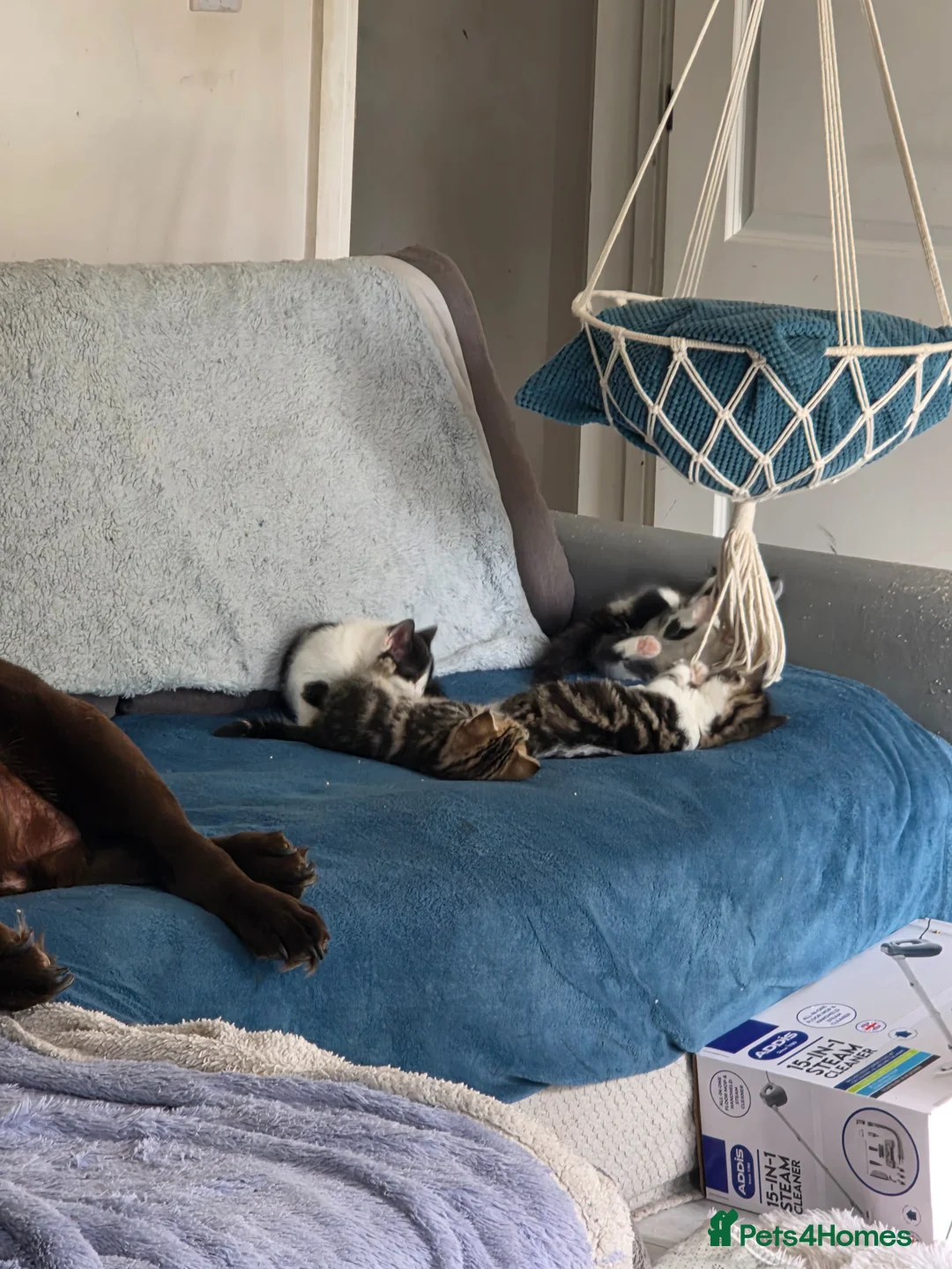 Domestic Shorthair cats for sale: 3 lovely girl kittens  - Advert 2