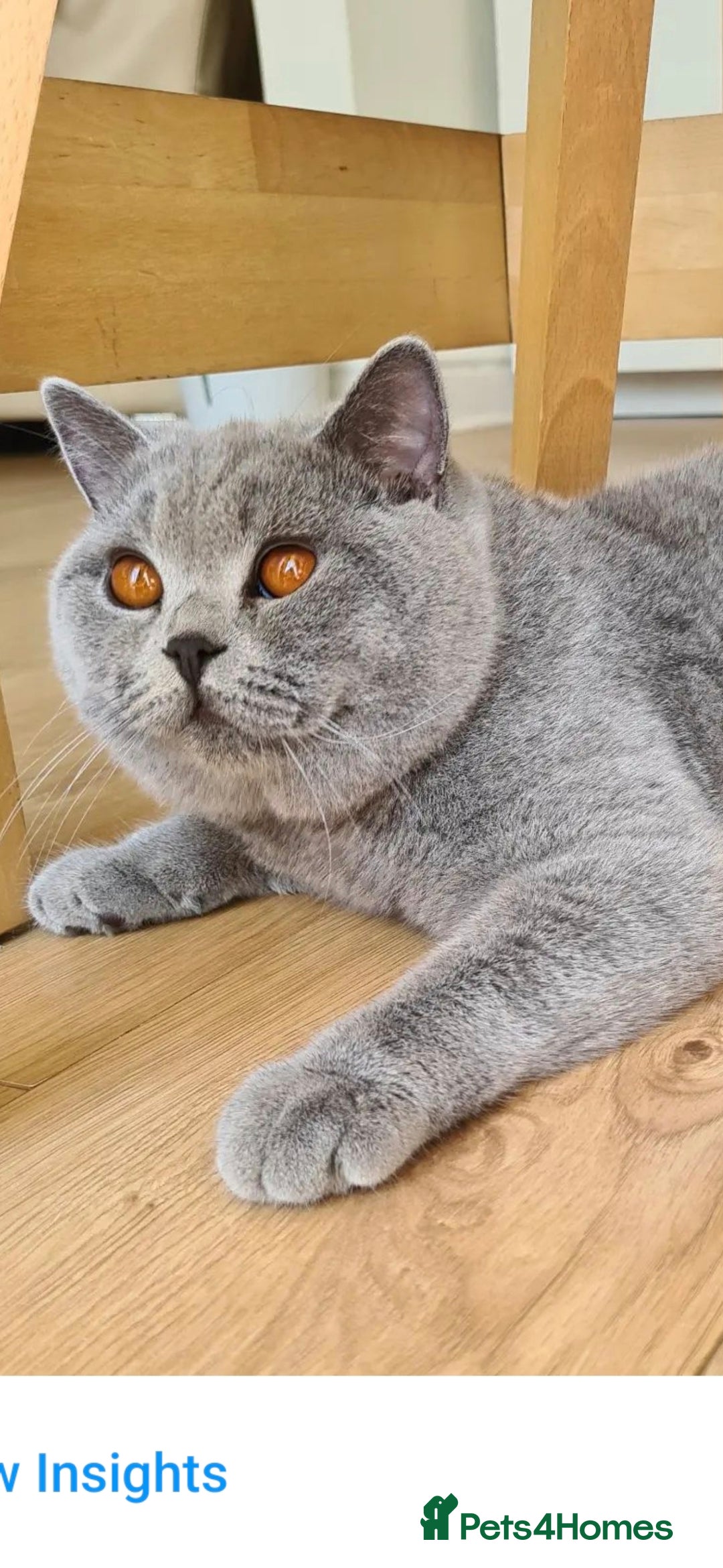 British Shorthair cats for stud: LILAC BSH and BLUE BSH STUDS AVAILABLE in Cheltenham - Advert 18