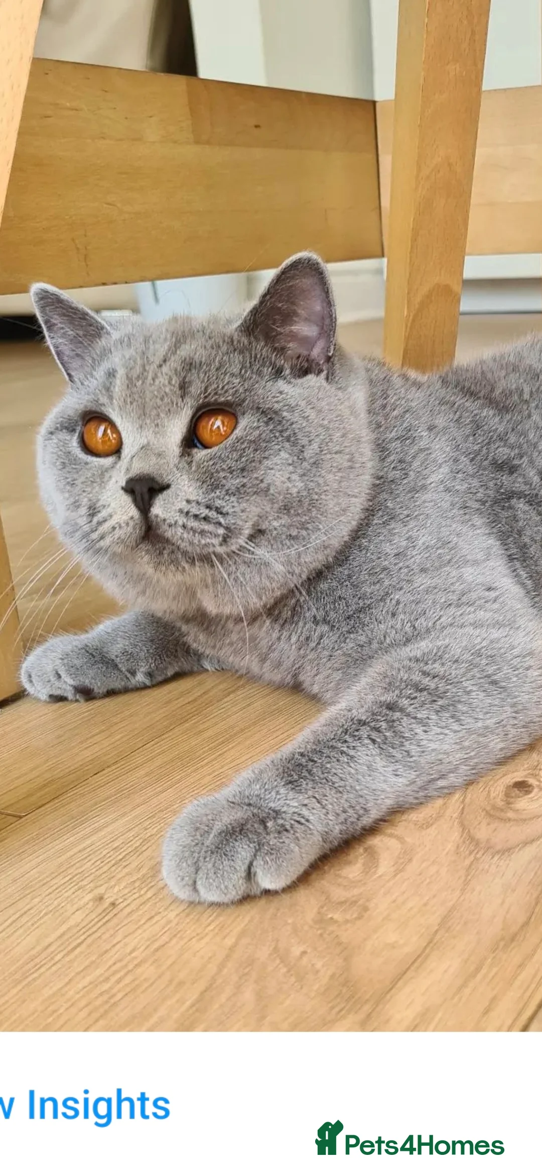 British Shorthair cats for stud: LILAC BSH and BLUE BSH STUDS AVAILABLE in Cheltenham - Advert 18