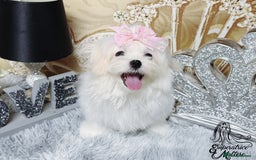 Maltese dogs for sale: Emperatrice Maltese-Korean Line Show Maltese KC Re - Advert 29