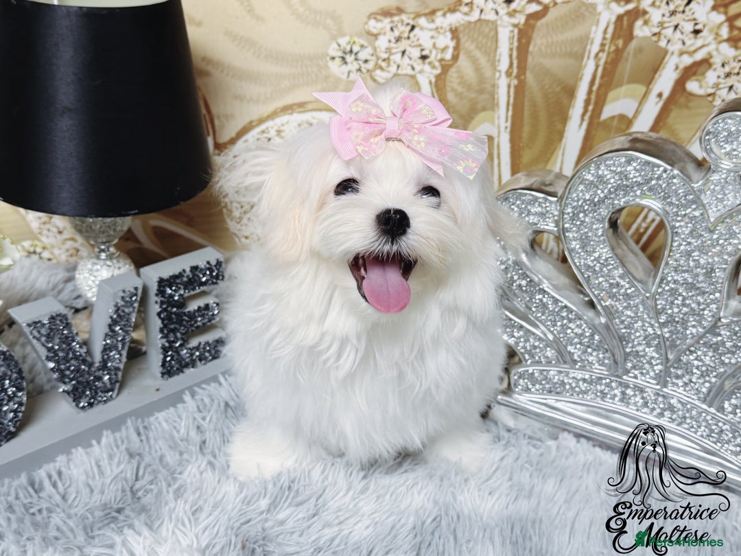 Maltese dogs for sale: Emperatrice Maltese-Korean Line Show Maltese KC Re - Advert 29