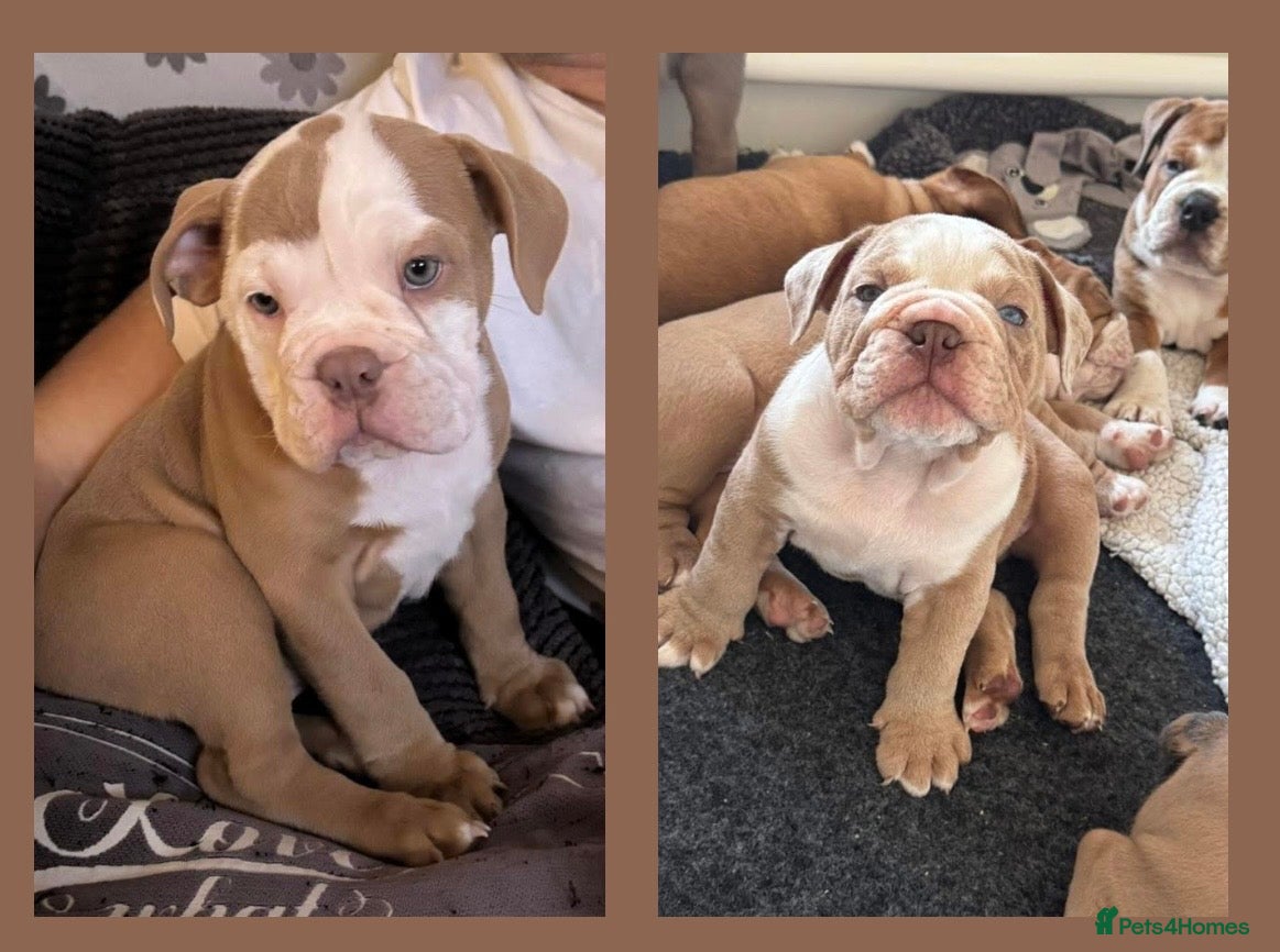 Old Tyme Bulldog dogs Olde tyme bulldog puppies  - Advert 2