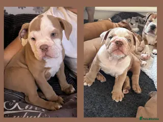 Old Tyme Bulldog dogs 2 Olde tyme bulldog puppies left - Advert 10