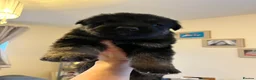 German Shepherd dogs for sale: German shepherd puppies  - Advert 9