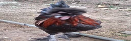 Chickens poultry for sale: Polish x silkie Roosters in Bude - Advert 15