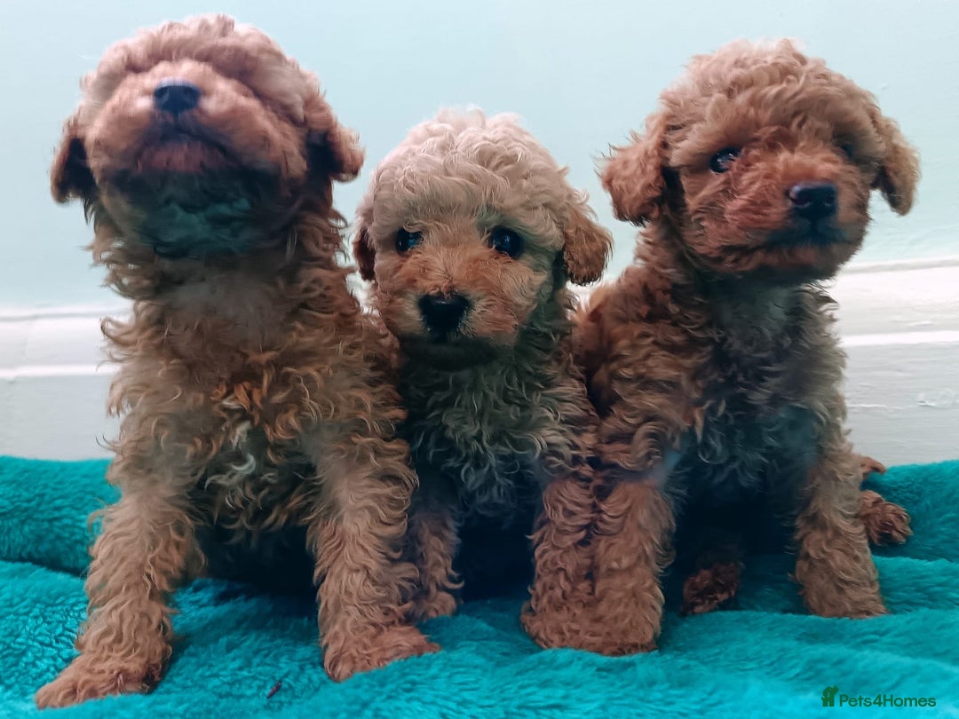 Toy Poodle dogs for sale: toy poodles from k.c.registered DNA tested parents - Image 9
