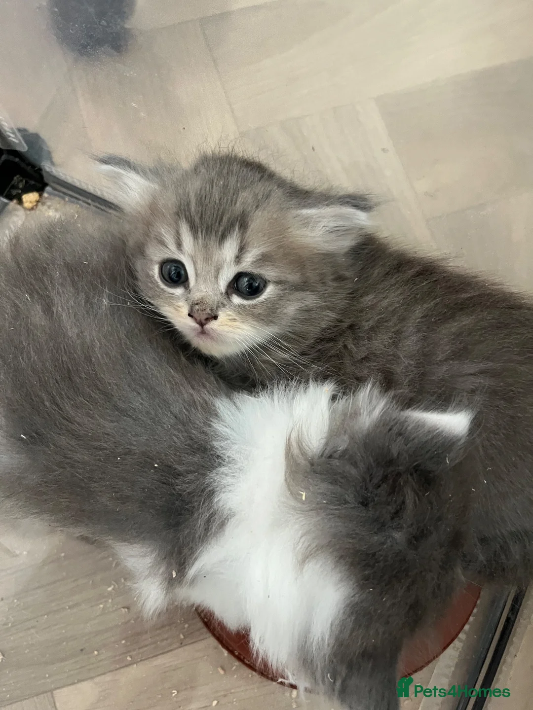 Persian cats for sale: Persian kittens looking for loving homes  - Advert 7