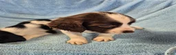 English Springer Spaniel dogs for sale: Springer Spaniel Puppies  - Advert 6