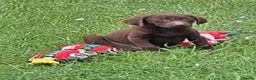 Labrador Retriever dogs for sale: Fantastic labrador pups  - Advert 16