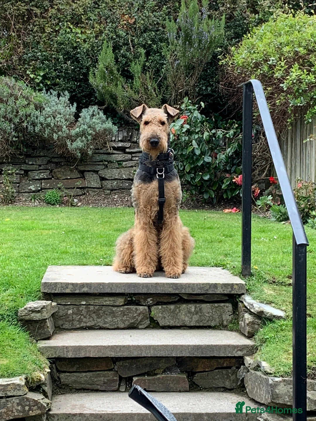 Airedale Terrier dogs for stud: Gentleman of the dog world!  in Lichfield - Advert 2