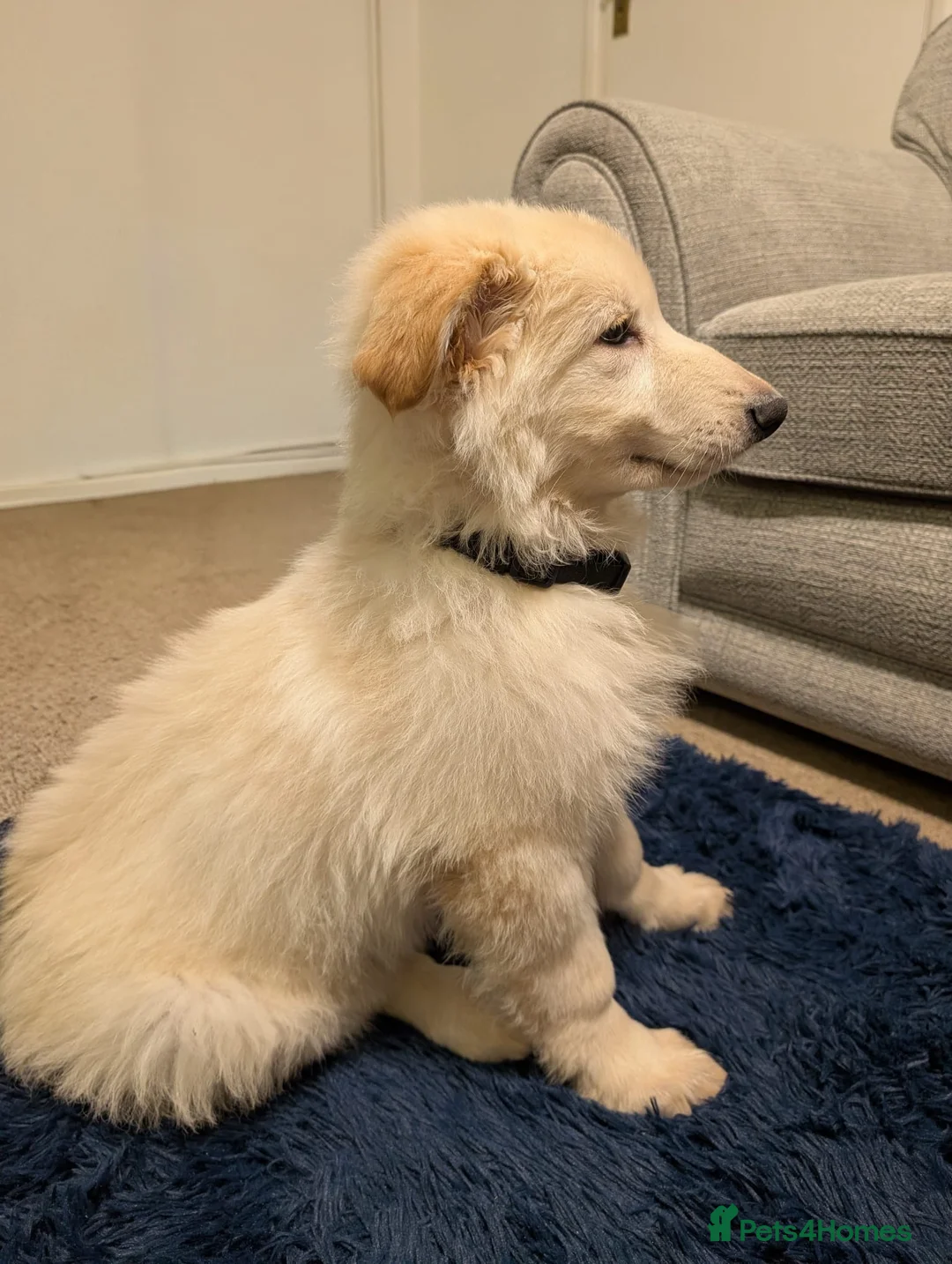 German Shepherd dogs for sale: German Shepherd Puppies  - Advert 2