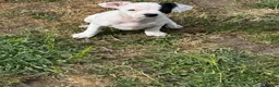 Mixed Breed dogs for sale: 13 weeks old French bulldog/cocker spaniels ❌ - Advert 22