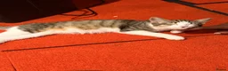 Domestic Shorthair cats for sale: Kitten for sale - Advert 5