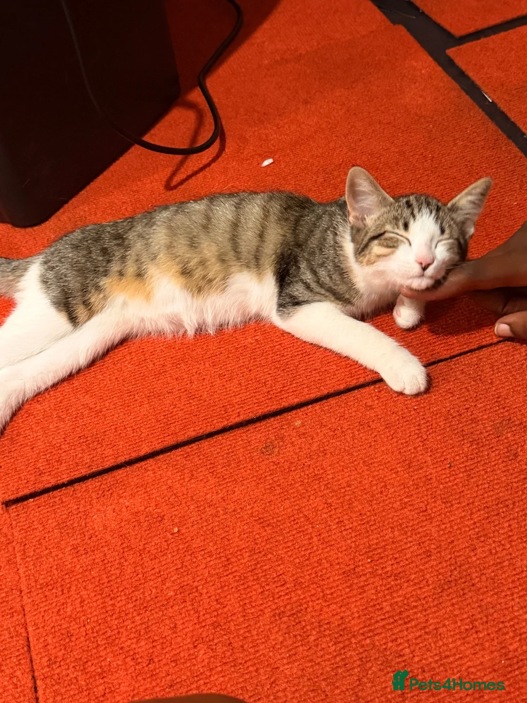 Domestic Shorthair cats for sale: Kitten for sale - Advert 5
