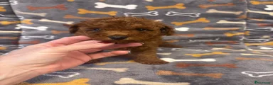 Toy Poodle 1
