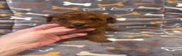 Toy Poodle dogs for sale: KC Registered Health Tested Parents  - Advert 2