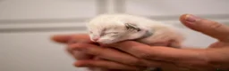 Ragdoll cats for sale: Adorable, Purebred GCCF Registered Ragdoll Kittens in London - Advert 33