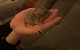 Rat rodents for sale: Baby rats  - Image 2