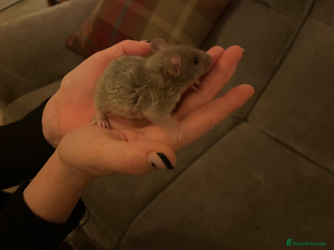 Rat rodents for sale: Baby rats  - Image 2