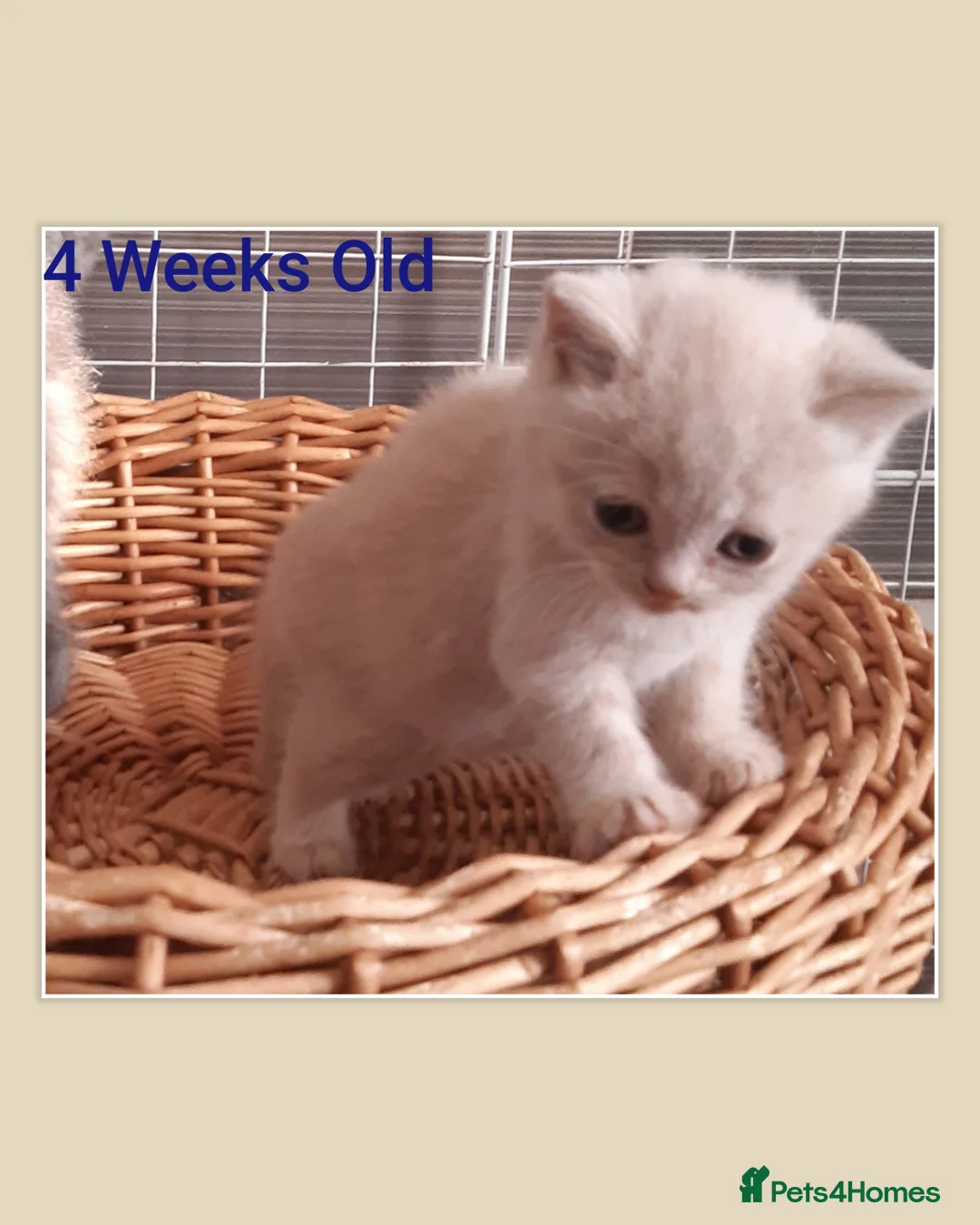 British Shorthair cats for sale: ** Sweet Little BSH Kitten ** - Advert 5