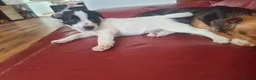 Jack Russell dogs for sale: Jack Russell puppies  - Advert 2