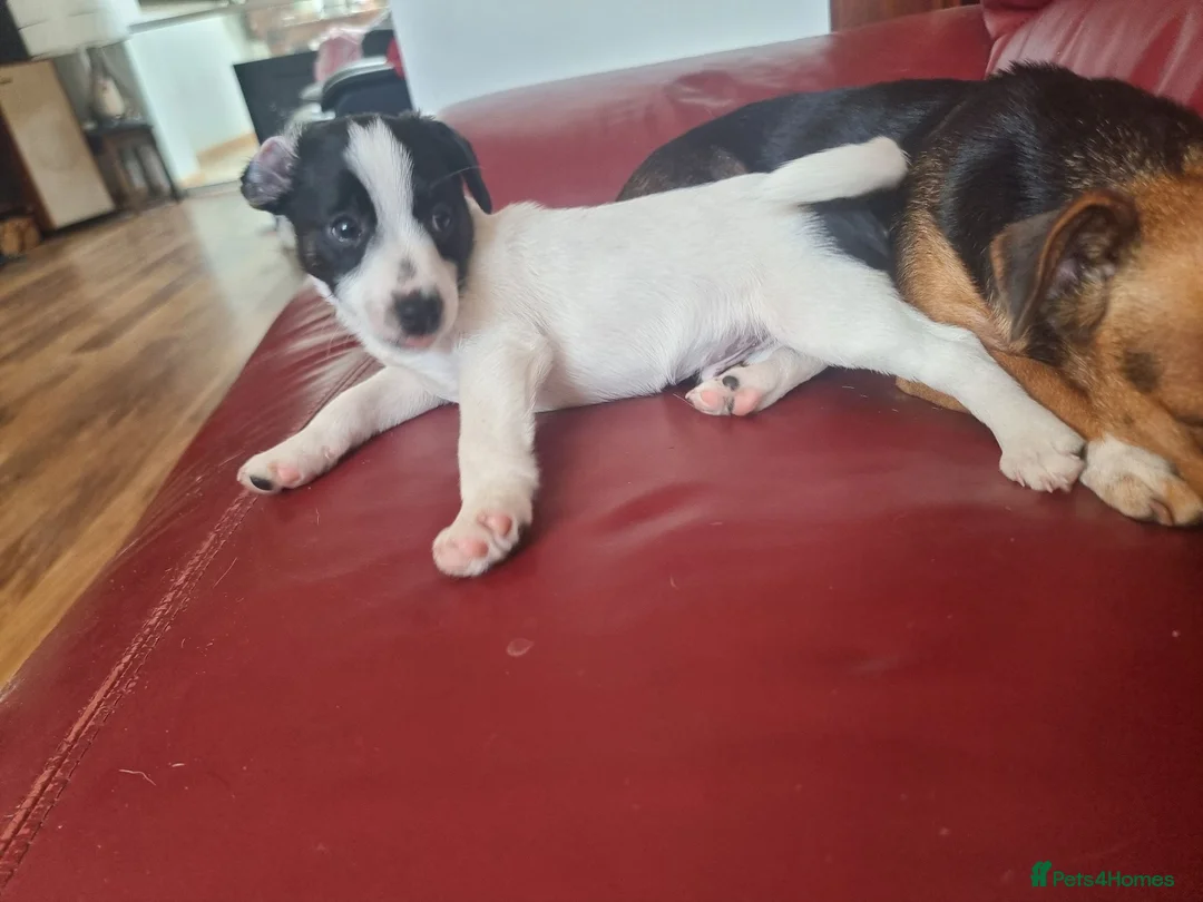 Jack Russell dogs for sale: Jack Russell puppies  - Advert 2