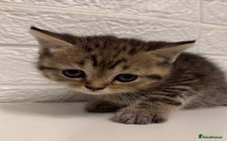 British Shorthair cats for sale: Cutest Tabby British Short Haired Kittens  - Image 2